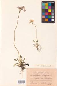 Primula farinosa L., Siberia, Russian Far East (S6) (Russia)