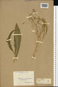 Armoracia rusticana P. Gaertn., B. Mey. & Scherb., Eastern Europe, Volga-Kama region (E7) (Russia)