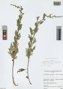 Artemisia gmelinii Weber ex Stechm., Siberia, Altai & Sayany Mountains (S2) (Russia)