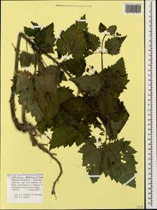 Scrophularia divaricata Ledeb., Caucasus, Stavropol Krai, Karachay-Cherkessia & Kabardino-Balkaria (K1b) (Russia)