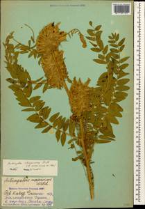 Astragalus alopecurus Pall., Caucasus, Stavropol Krai, Karachay-Cherkessia & Kabardino-Balkaria (K1b) (Russia)