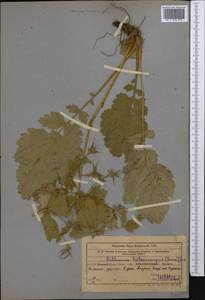 Geum heterocarpum Boiss., Middle Asia, Western Tian Shan & Karatau (M3) (Uzbekistan)