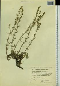 Artemisia kruhsiana Besser, Siberia, Yakutia (S5) (Russia)