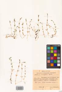 Stellaria crassifolia Ehrh., Siberia, Chukotka & Kamchatka (S7) (Russia)