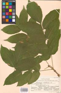 Fraxinus excelsior L., Eastern Europe, Moscow region (E4a) (Russia)