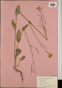 Brassica rapa subsp. sylvestris (L.) Janch., Eastern Europe, Central region (E4) (Russia)