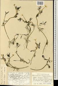 Ranunculus trichophyllus Chaix, Mongolia (MONG) (Mongolia)