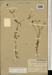 Valerianella pumila (L.) DC., Caucasus, Dagestan (K2) (Russia)