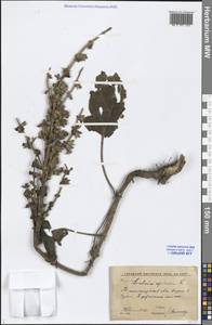 Salvia spinosa L., Middle Asia, Western Tian Shan & Karatau (M3) (Uzbekistan)