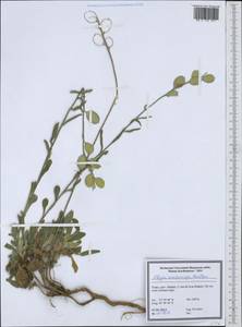 Fibigia macrocarpa (Boiss.) Boiss., South Asia, South Asia (Asia outside ex-Soviet states and Mongolia) (ASIA) (Turkey)