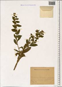 Alkanna orientalis (L.) Boiss., Caucasus, Armenia (K5) (Armenia)