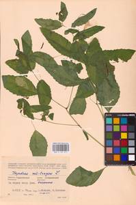 Impatiens noli-tangere L., Eastern Europe, Western region (E3) (Russia)