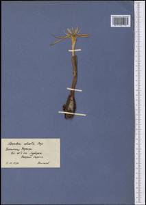 Colchicum robustum (Bunge) Stef., Middle Asia, Syr-Darian deserts & Kyzylkum (M7) (Uzbekistan)