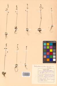 Micranthes foliolosa (R. Br.) Gornall, Siberia, Russian Far East (S6) (Russia)