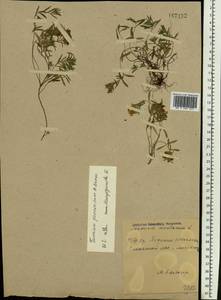 Teucrium montanum subsp. montanum, Eastern Europe, South Ukrainian region (E12) (Ukraine)