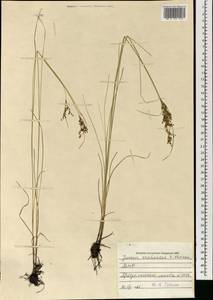 Juncus orchonicus Novikov, Mongolia (MONG) (Mongolia)