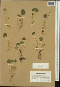 Hydrocotyle vulgaris L., Western Europe (EUR) (France)