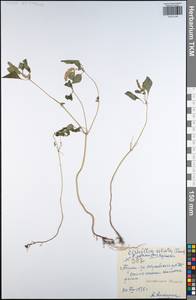Elsholtzia ciliata (Thunb.) Hyl., Eastern Europe, Central region (E4) (Russia)