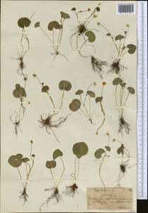 Viola biflora L., Middle Asia, Northern & Central Tian Shan (M4) (Kazakhstan)