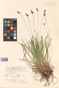 Carex montana L., Eastern Europe, Central forest-and-steppe region (E6) (Russia)