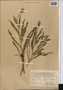 Tragopogon ruber S. G. Gmel., Middle Asia, Caspian Ustyurt & Northern Aralia (M8) (Kazakhstan)