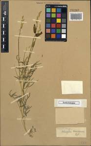 Astragalus krauseanus Regel, Unclassified