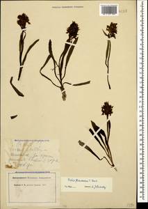 Dactylorhiza romana subsp. georgica (Klinge) Soó ex Renz & Taubenheim, Caucasus, Stavropol Krai, Karachay-Cherkessia & Kabardino-Balkaria (K1b) (Russia)
