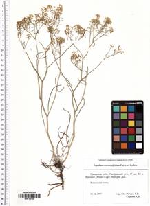 Lepidium coronopifolium Fisch., Eastern Europe, Middle Volga region (E8) (Russia)