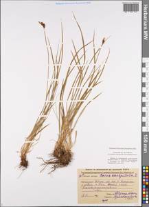 Carex cespitosa L., Eastern Europe, Central forest region (E5) (Russia)