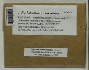 Niphotrichum elongatum (Ehrh. ex Frisvoll) Bedn.-Ochyra & Ochyra, Bryophytes, Bryophytes - Russian Far East (excl. Chukotka & Kamchatka) (B20) (Russia)
