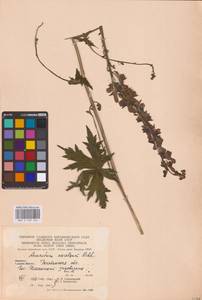 Aconitum septentrionale Koelle, Eastern Europe, Eastern region (E10) (Russia)