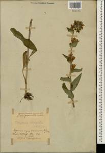 Campanula glomerata subsp. oblongifolia (Kharadze) Fed., Caucasus, Azerbaijan (K6) (Azerbaijan)