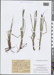 Carex hartmanii Cajander, Eastern Europe, Estonia (E2c) (Estonia)