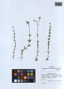 Cerastium arvense L., Siberia, Altai & Sayany Mountains (S2) (Russia)