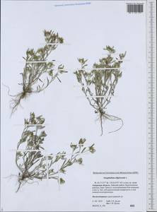 Gnaphalium uliginosum L., Siberia, Russian Far East (S6) (Russia)