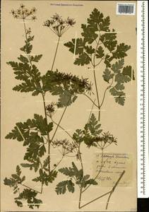 Chaerophyllum temulum L., Caucasus, Stavropol Krai, Karachay-Cherkessia & Kabardino-Balkaria (K1b) (Russia)