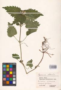 MHA 0 154 451, Lamium album L., Eastern Europe, Lithuania (E2a) (Lithuania)