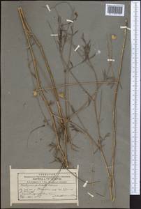 Onobrychis pulchella Schrenk, Middle Asia, Western Tian Shan & Karatau (M3) (Kyrgyzstan)