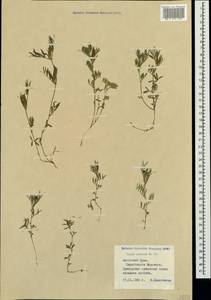 Vicia sativa subsp. nigra (L.)Ehrh., Crimea (KRYM) (Russia)