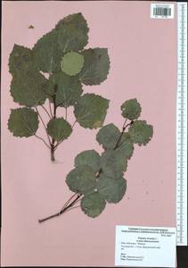 Populus tremula L., Eastern Europe, Central region (E4) (Russia)