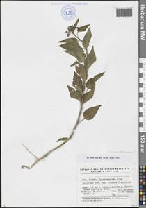 Solanum dulcamara L., Caucasus, Stavropol Krai, Karachay-Cherkessia & Kabardino-Balkaria (K1b) (Russia)