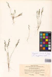 Eragrostis rivalis H.Scholz, Eastern Europe, North Ukrainian region (E11) (Ukraine)
