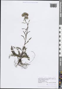 Achillea setacea Waldst. & Kit., Eastern Europe, Volga-Kama region (E7) (Russia)