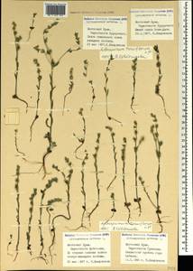 Buglossoides tenuiflora (L. fil.) I. M. Johnst., Crimea (KRYM) (Russia)