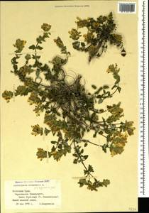 Scutellaria orientalis L., Crimea (KRYM) (Russia)