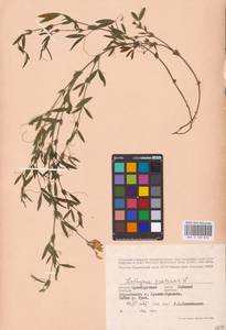 Lathyrus pratensis L., Eastern Europe, Eastern region (E10) (Russia)