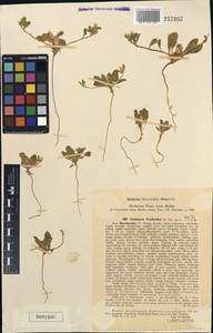 Oligochaeta minima (Boiss.) Briq., Middle Asia, Pamir & Pamiro-Alai (M2) (Uzbekistan)