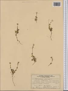 Cerastium alpinum L., Western Europe (EUR) (Norway)