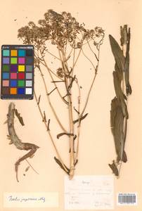 Isatis tinctoria L., Siberia, Russian Far East (S6) (Russia)