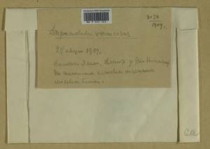 Hamatocaulis vernicosus (Mitt.) Hedenäs, Bryophytes, Bryophytes - Moscow City & Moscow Oblast (B6a) (Russia)